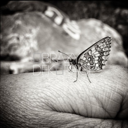 Fotoobraz - Motýl
